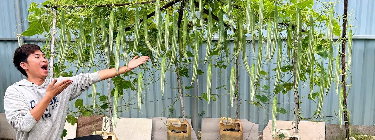 Grow Snake Gourd This Way – Harvest Nonstop, Here’s the Secret!