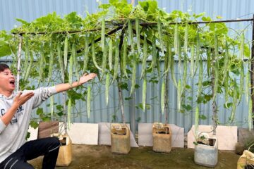 Grow Snake Gourd This Way – Harvest Nonstop, Here’s the Secret!
