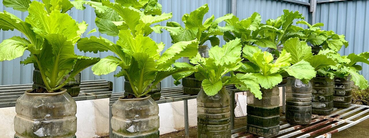 Just With Water – The Fastest Way to Grow Vegetables Without Soil That Anyone Can Do!