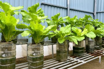 Just With Water – The Fastest Way to Grow Vegetables Without Soil That Anyone Can Do!