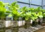 Just With Water – The Fastest Way to Grow Vegetables Without Soil That Anyone Can Do!