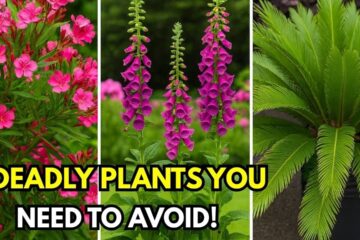 5 Most Dangerous Plants You Should Never Buy from Nurseries ( Plus Safer alternatives)
