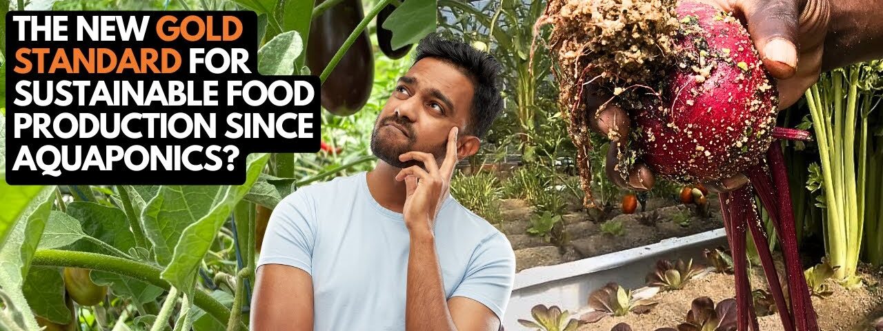 Sandponics Beetroot Galore: The New Gold Standard for Sustainable Food Production Since Aquaponics?