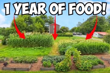 How a 1/8 Acre Garden Feeds a Family of 6 ALL YEAR!