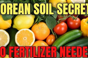 The Korean Soil Hack Big Fertilizer Fears — Make Supercharged IMO Right at Home!”