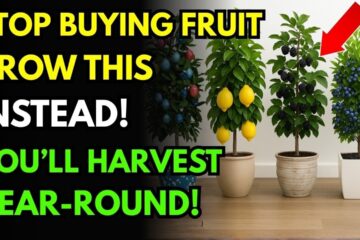 Top 11 Fruit Trees That Thrive in Pots and Small Spaces