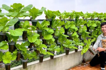 Growing Vegetables on Your Balcony? A Brilliant Idea You’ll Regret Missing Out On!