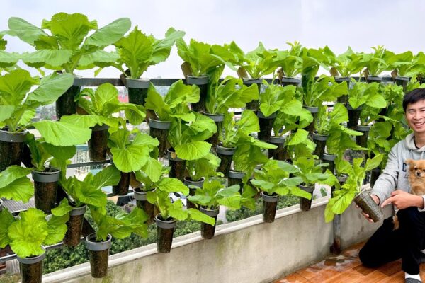 Growing Vegetables on Your Balcony? A Brilliant Idea You’ll Regret Missing Out On!