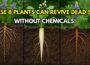 Revive Dead Soil With These 8 Plants – No Chemicals Needed