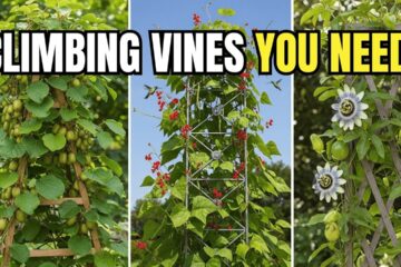 Top 10 Perennial Edible CLIMBING Vines for Small Vertical Gardens 🌿