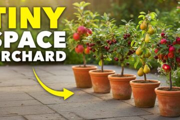 How to Grow Your Own Micro-Orchard