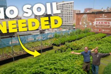 How He Grows 3 Tonnes of Food in Milk Crates (Rooftop Garden!)