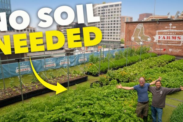 How He Grows 3 Tonnes of Food in Milk Crates (Rooftop Garden!)